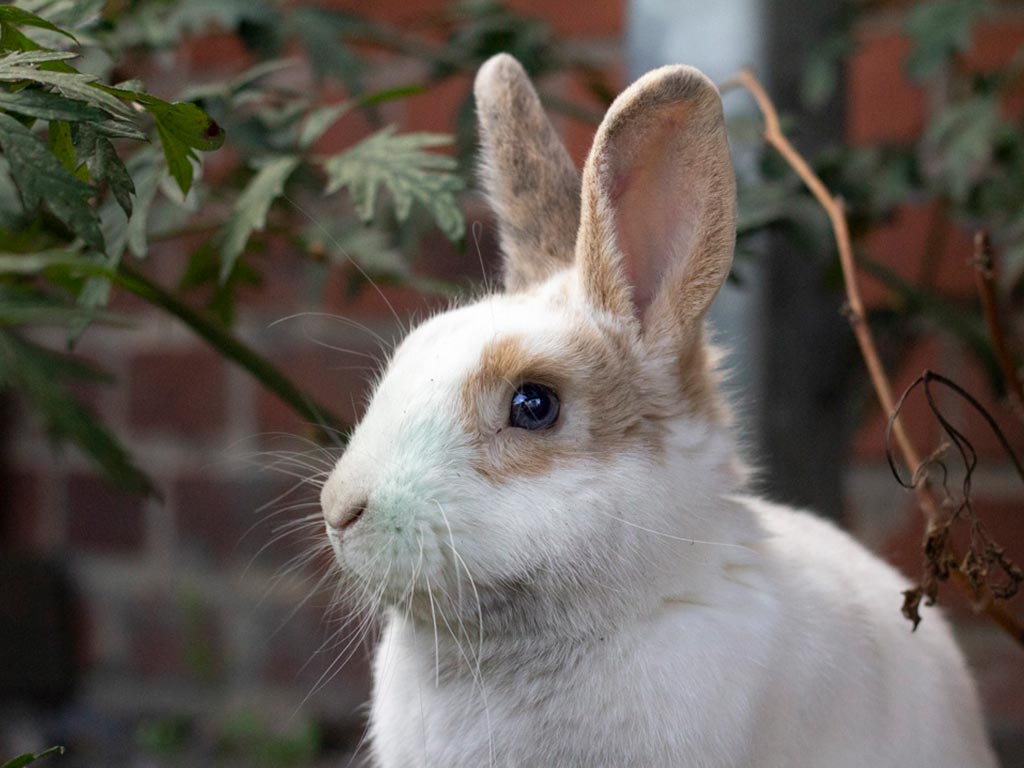 Featured image for “Helge”